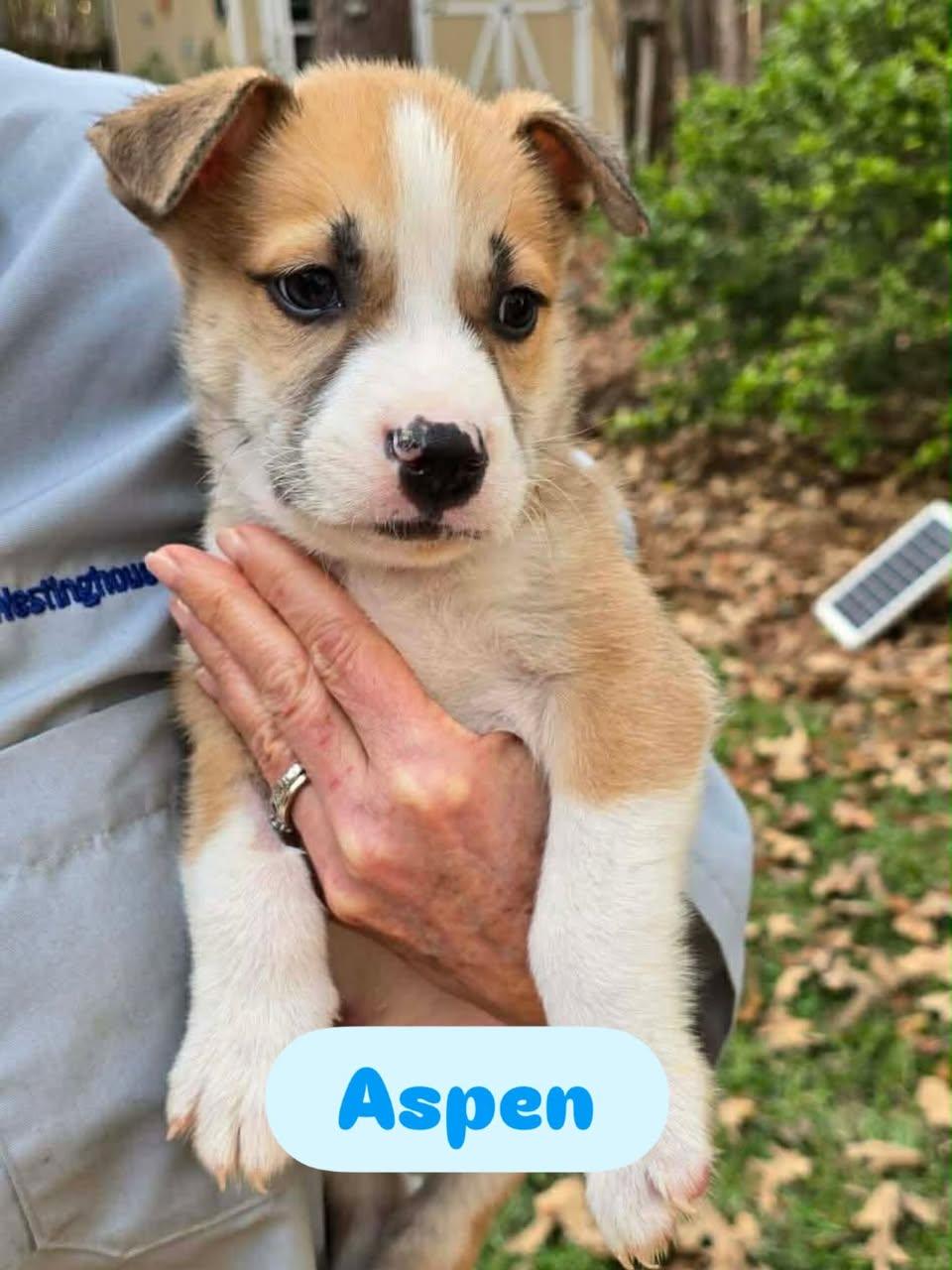 Aspen, ADOPTABLE, Puppy Male Husky.