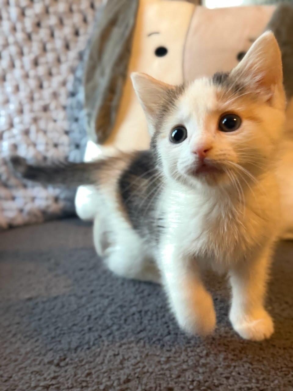 Apricot, Adoptable, Kitten Female Domestic Short Hair.