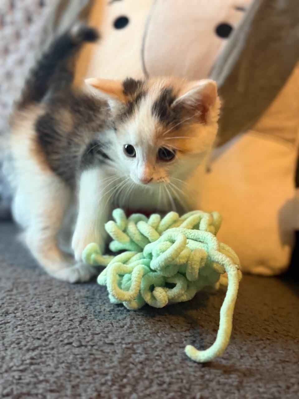 Apricot, a Adoptable mixed breed in Knoxville, TN image 2/5