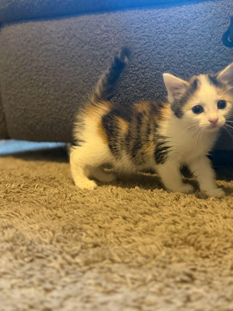 Apricot, a Adoptable mixed breed in Knoxville, TN image 3/5