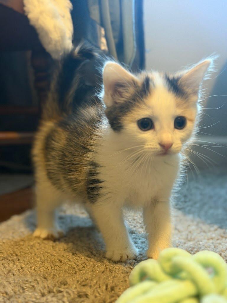 Apricot, a Adoptable mixed breed in Knoxville, TN image 4/5
