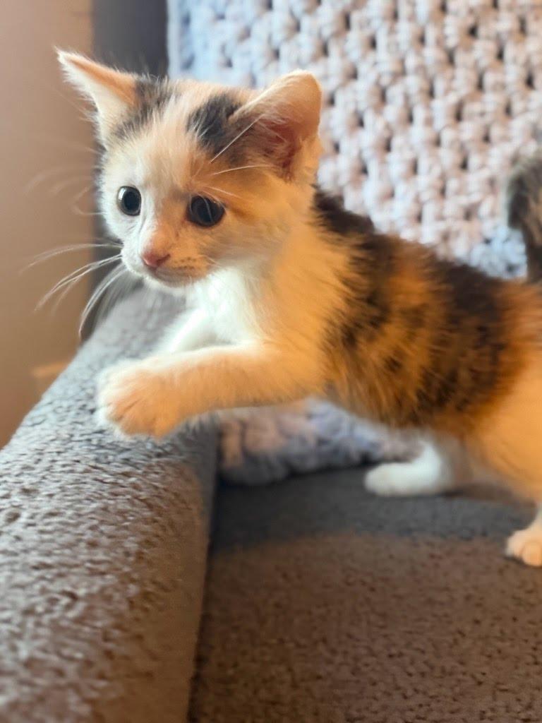 Apricot, a Adoptable mixed breed in Knoxville, TN image 5/5