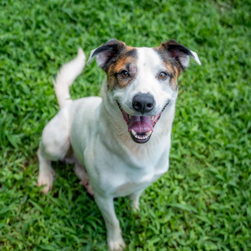 Patch, Adoptable, Adult Male Cattle Dog & Mixed Breed.