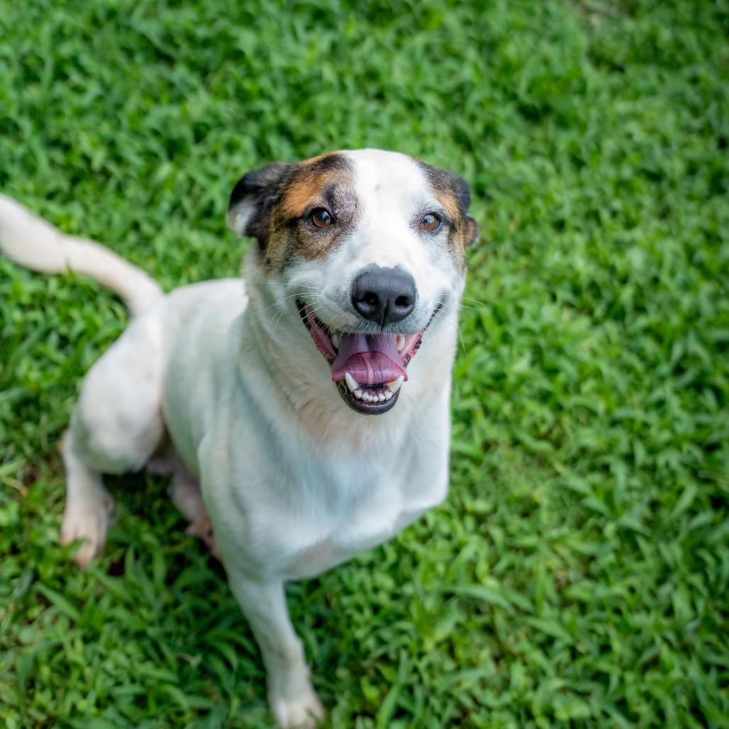 Enlarge Patch, a Adoptable mixed breed in Gainesville, GA image 2/2