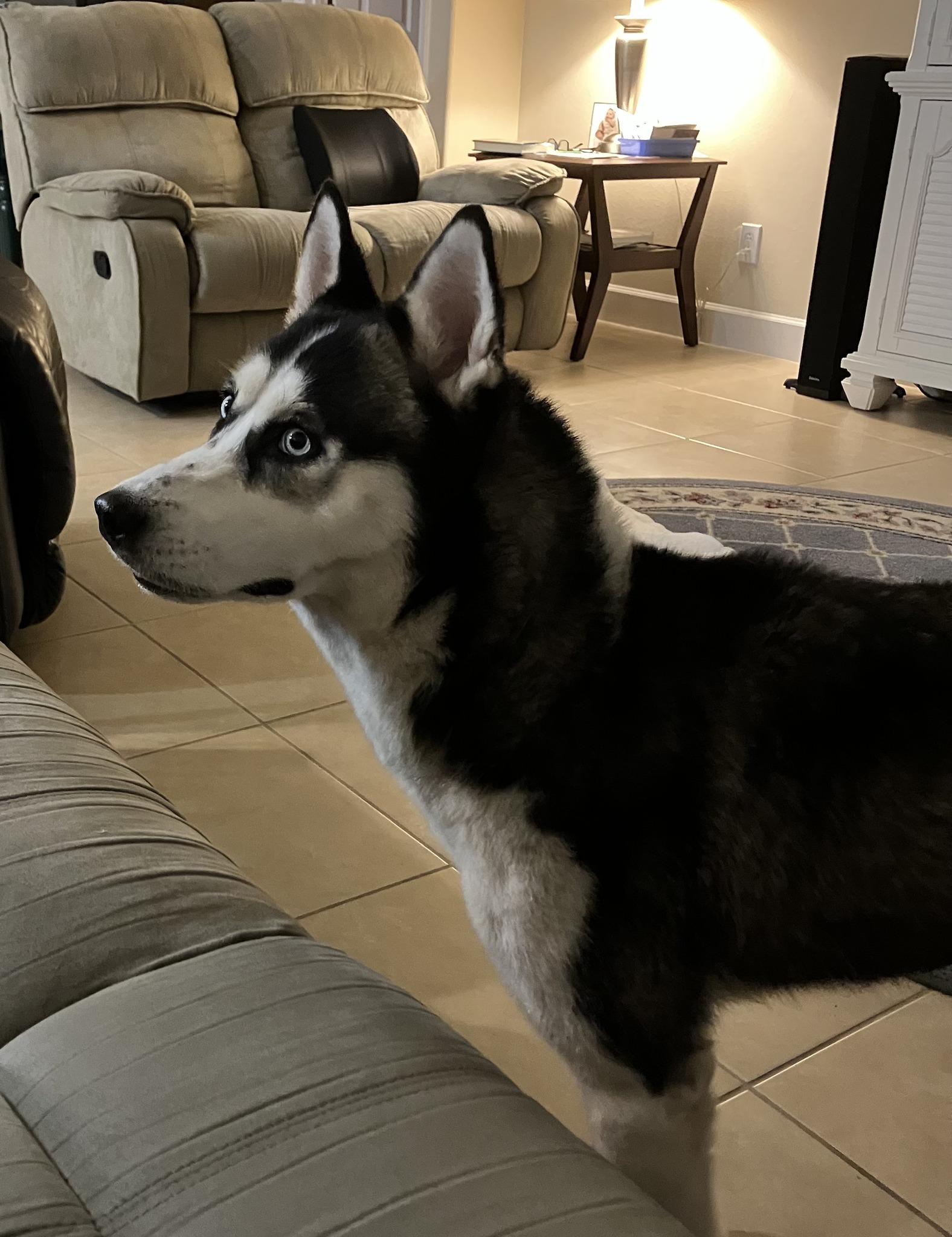 Shayna, a Adoptable Husky in New Smyrna Beach, FL image 2/2