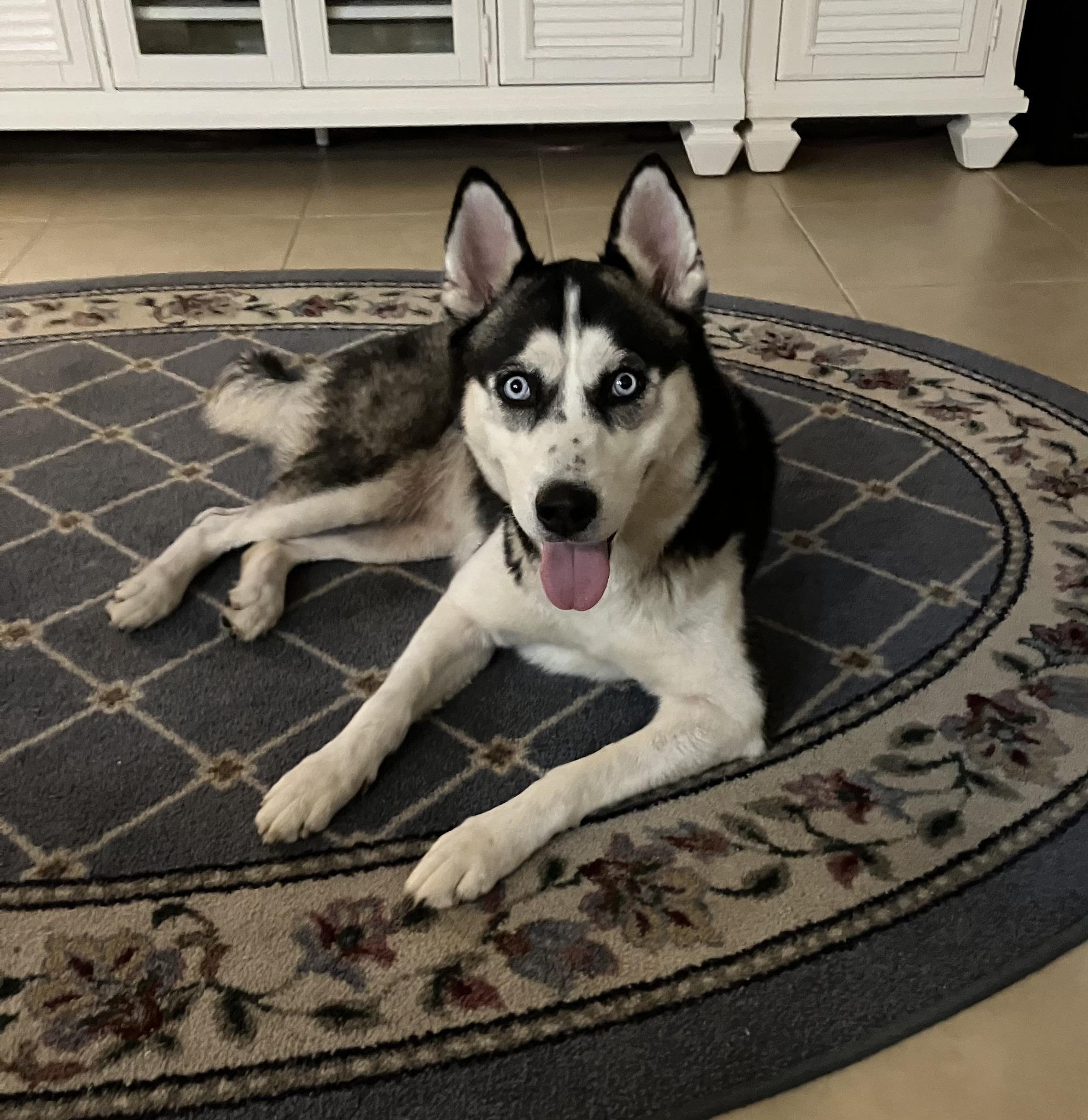 Shayna, a Adoptable Husky in New Smyrna Beach, FL image 1/2