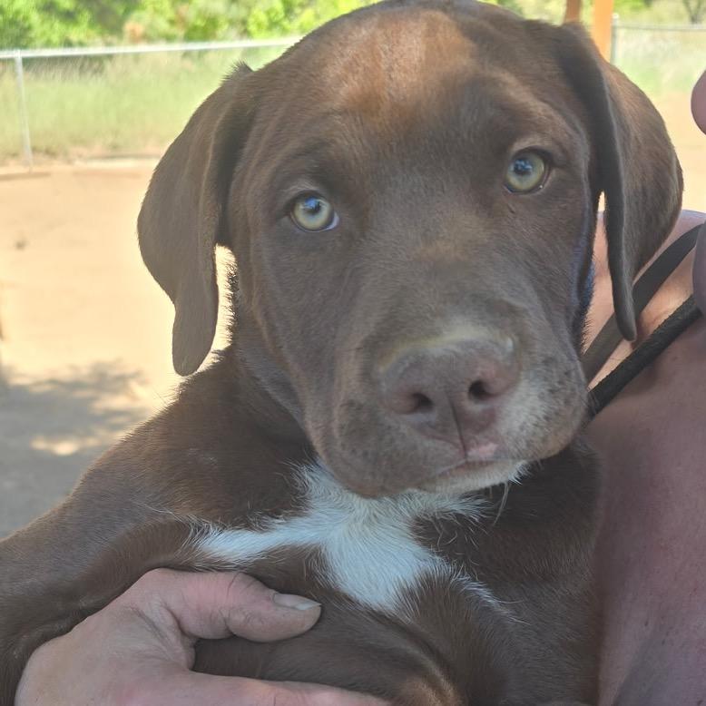 Fudge, Adoptable, Puppy Male American Staffordshire Terrier & German Shepherd Dog.