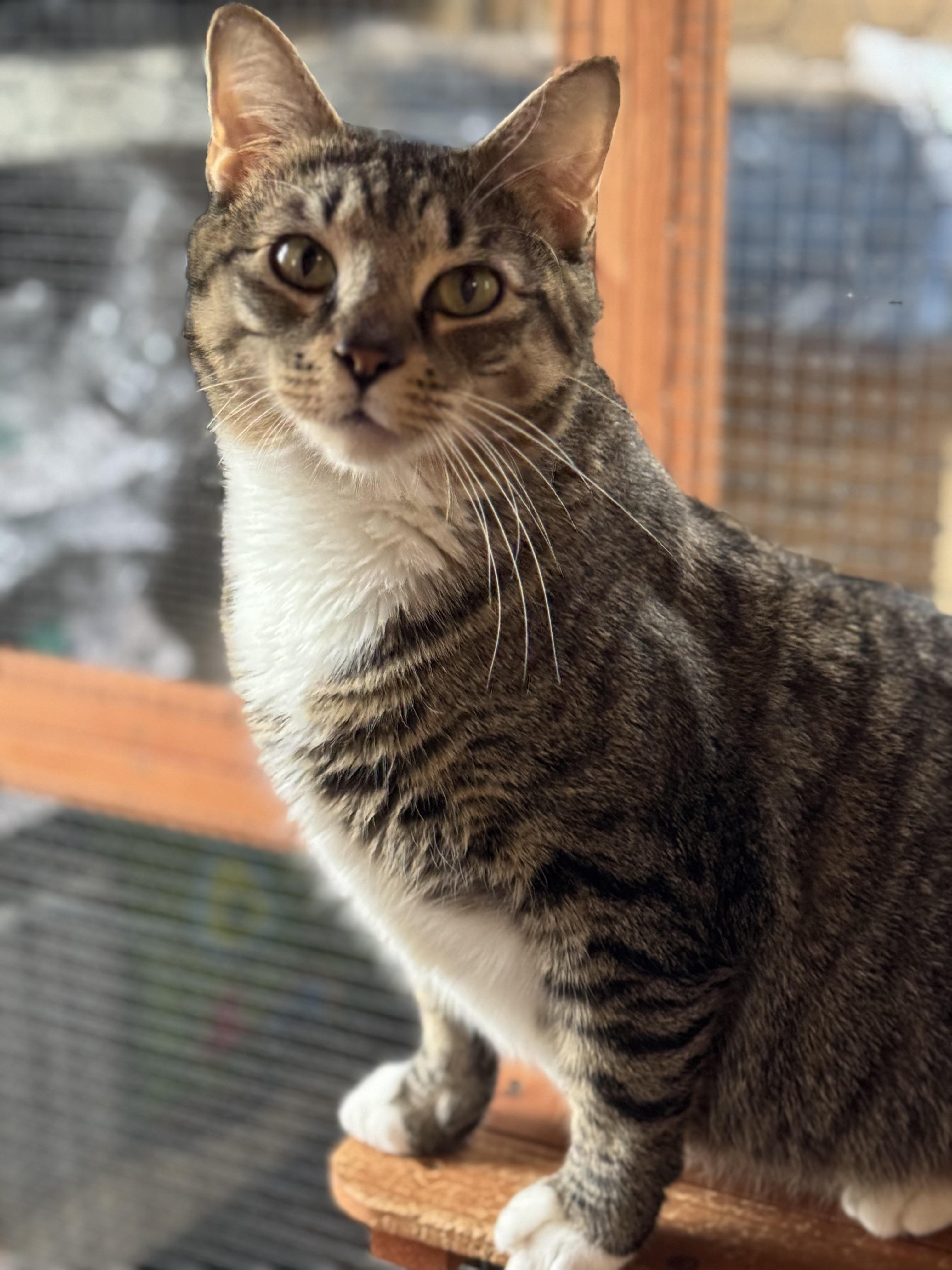 Tina Marie, a Adoptable Tabby in Avondale, PA image 1/4