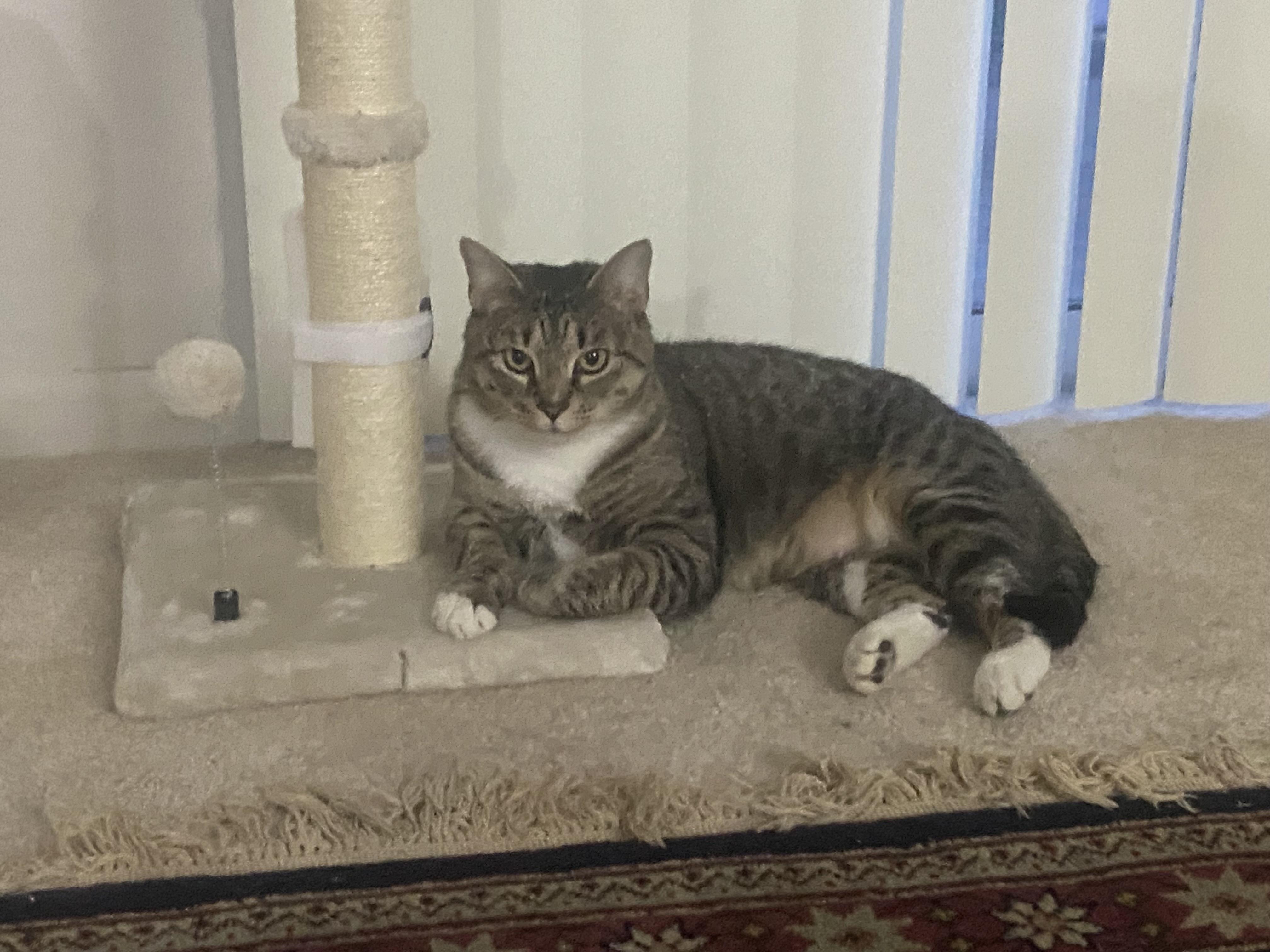 Tina Marie, a Adoptable Tabby in Avondale, PA image 3/4