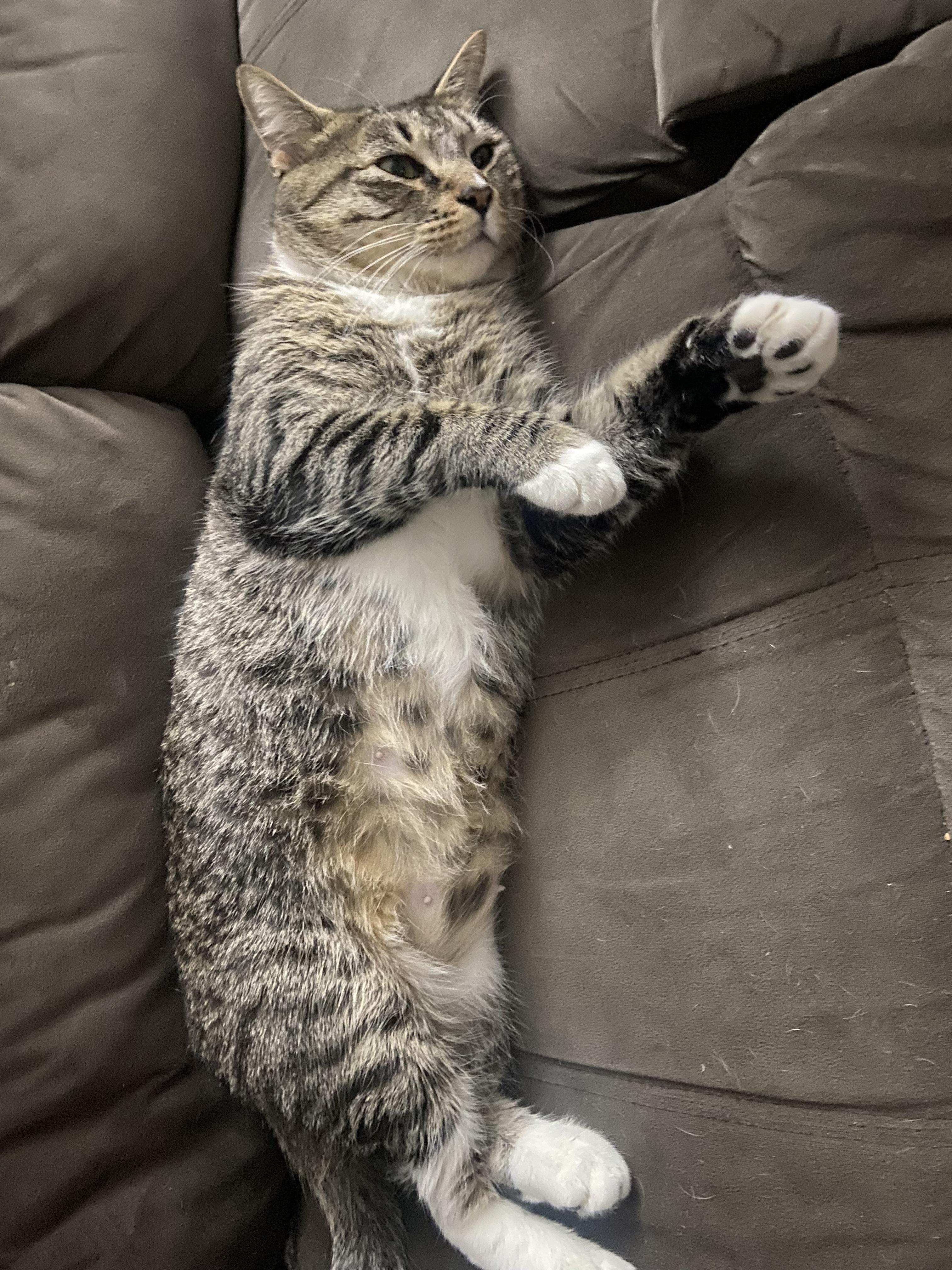 Tina Marie, a Adoptable Tabby in Avondale, PA image 4/4