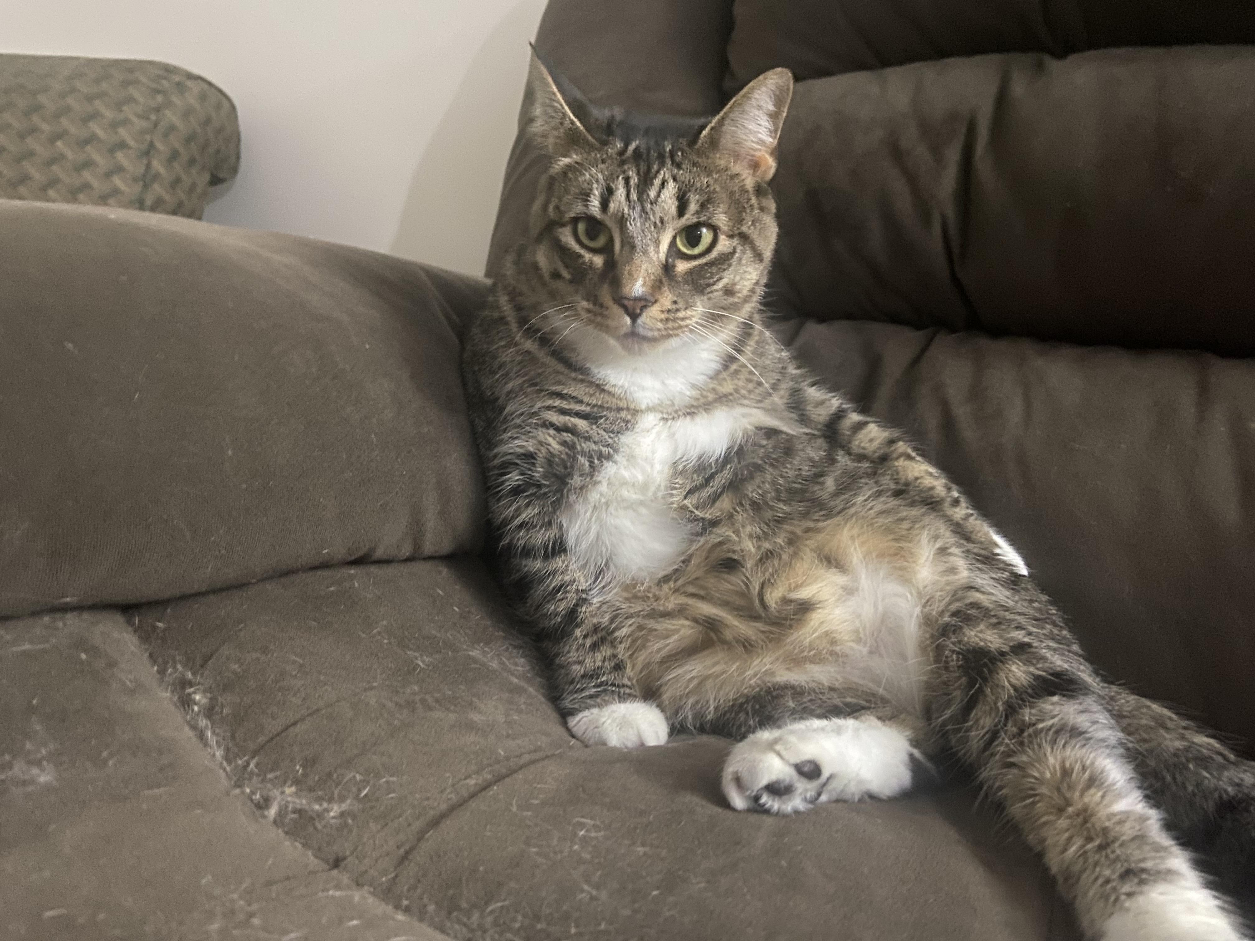 Tina Marie, a Adoptable Tabby in Avondale, PA image 2/5