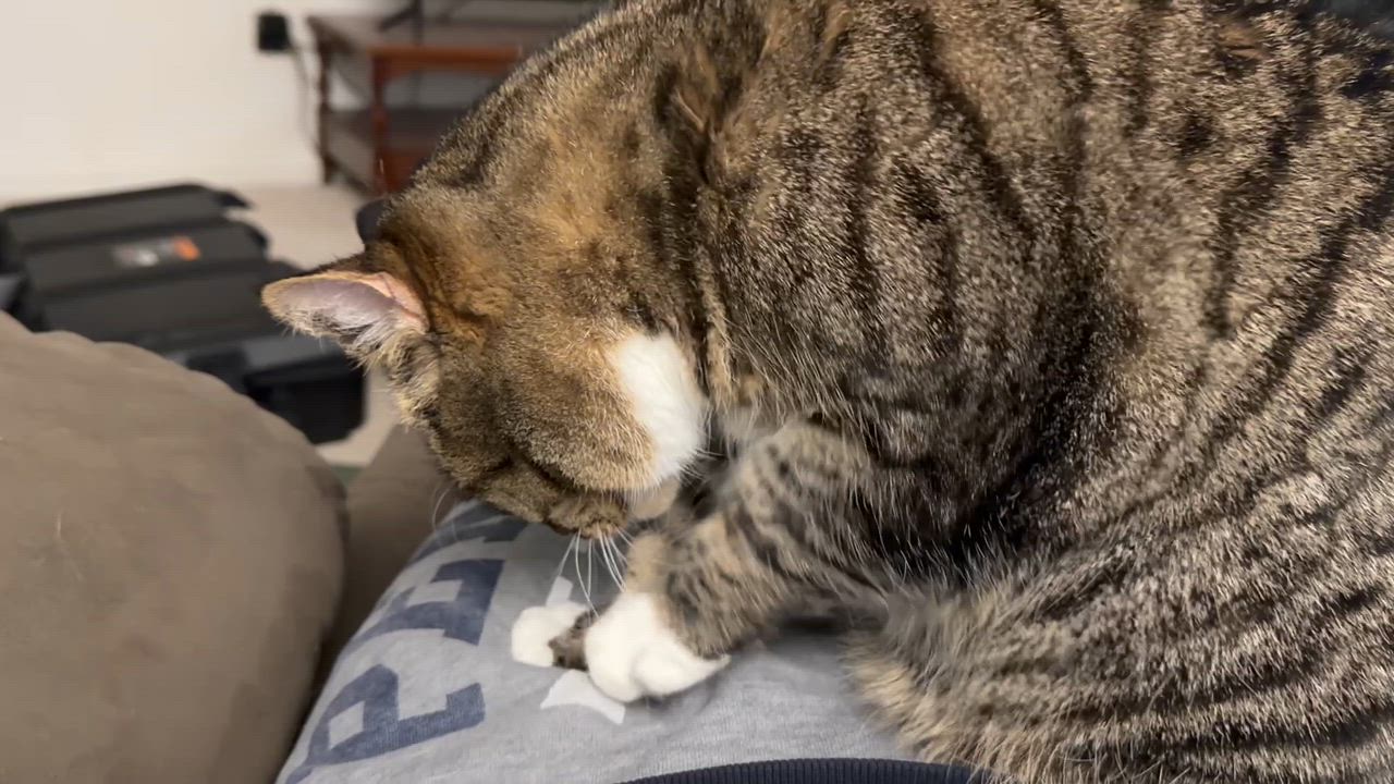 Enlarge Tina Marie, an adoptable Tabby in Avondale, PA video 4/4