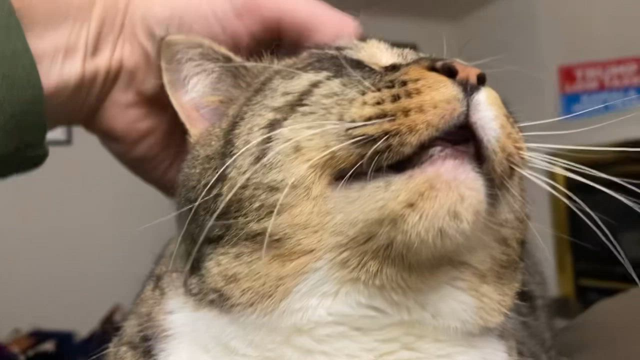 Enlarge Tina Marie, a Adoptable Tabby in Avondale, PA video 2/4