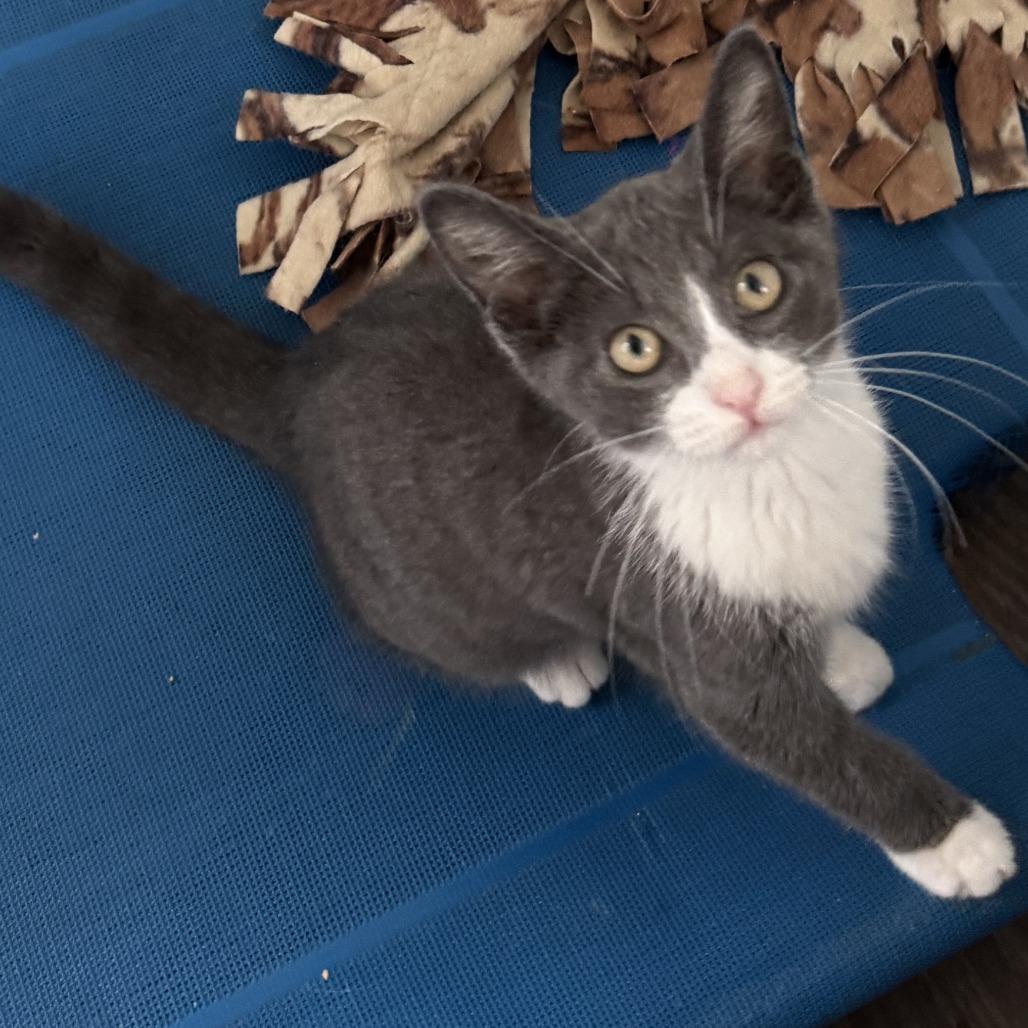 Conor, Adopted, Young Male Domestic Short Hair.