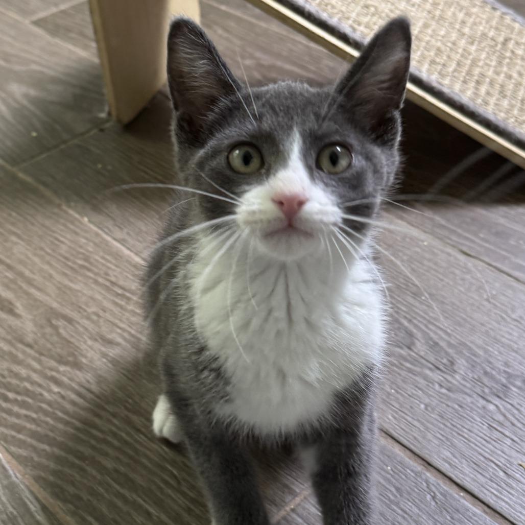 Enlarge Conor, a Adopted Domestic Short Hair in Richland, MI image 2/3