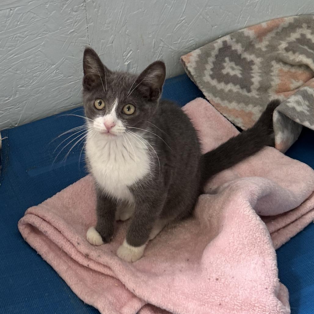 Enlarge Conor, a Adopted Domestic Short Hair in Richland, MI image 3/3