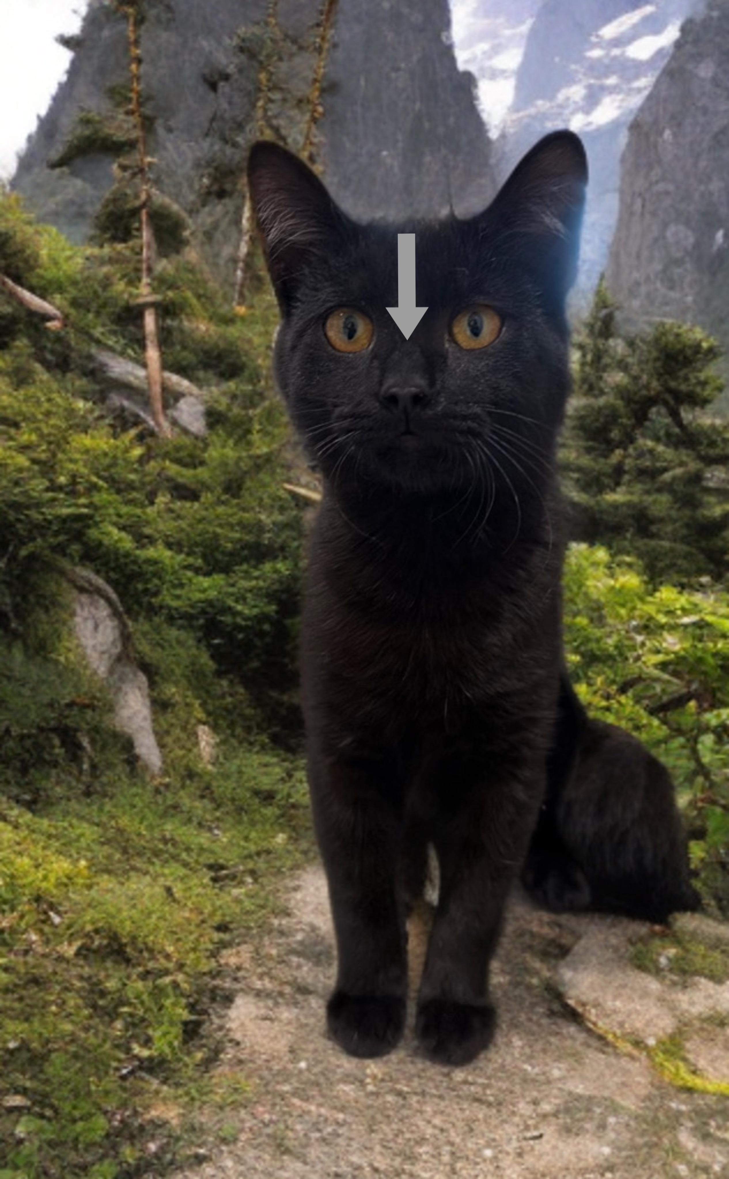 Buddy - the AirBiscuit Maker, Adoptable, Kitten Male American Shorthair.