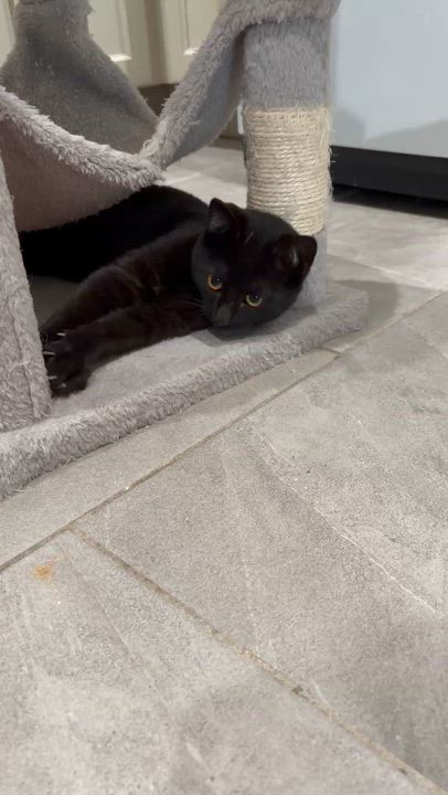 Enlarge Buddy - the AirBiscuit Maker, a hold American Shorthair in Boston, MA video 2/5