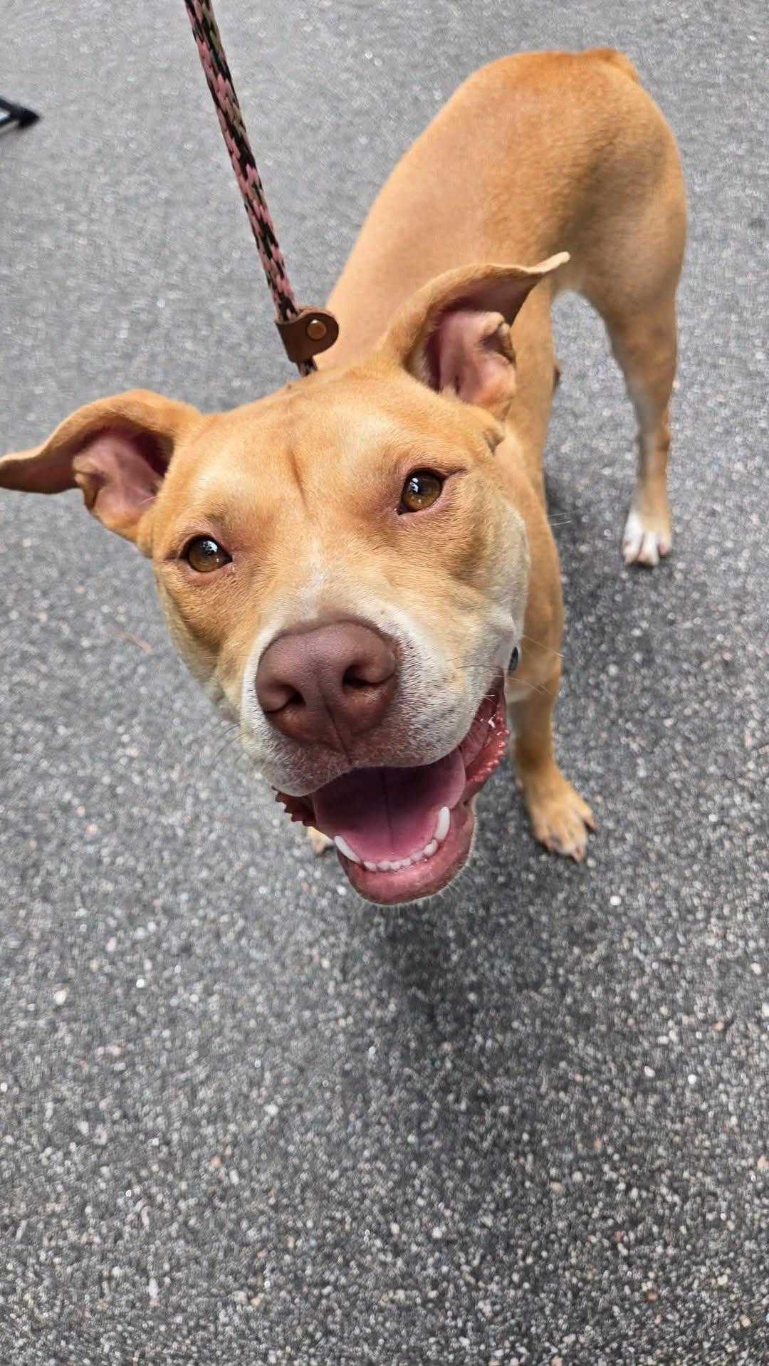 Blitzen, Adoptable, Young Male Mixed Breed.