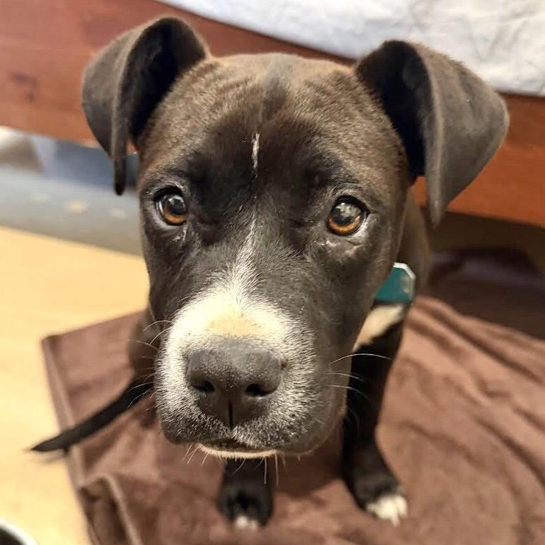 Enlarge Flor, a Adopted Mixed Breed in Oakland, CA image 1/3