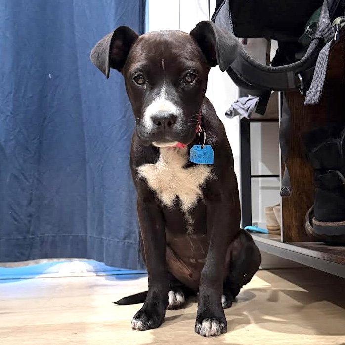 Enlarge Flor, a Adopted Mixed Breed in Oakland, CA image 2/3