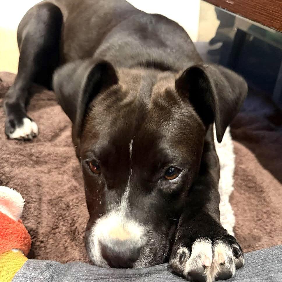 Enlarge Flor, a Adopted Mixed Breed in Oakland, CA image 3/3