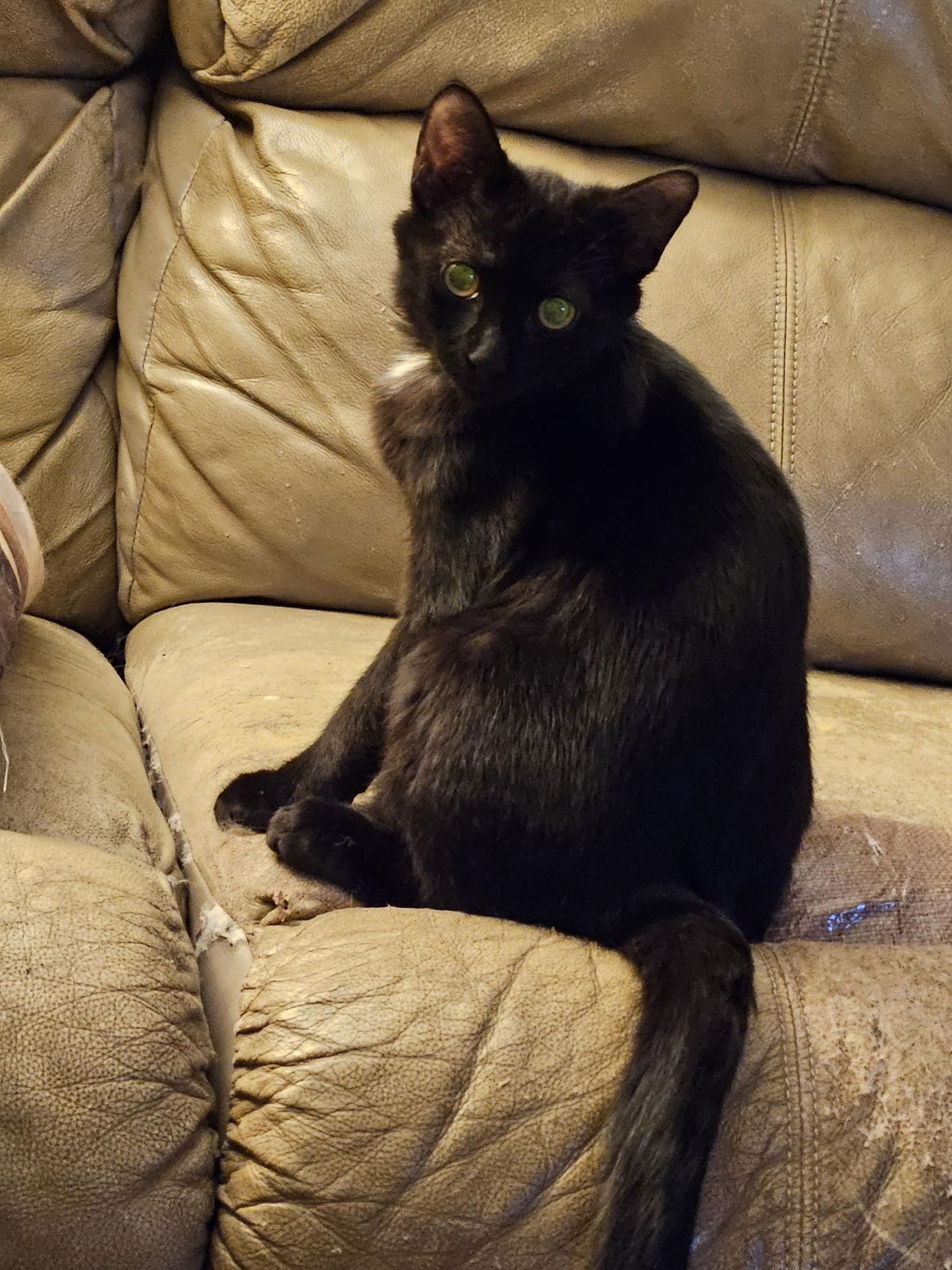 Enlarge Viola, a Adoptable Domestic Short Hair in Ocean Pines, MD image 1/1