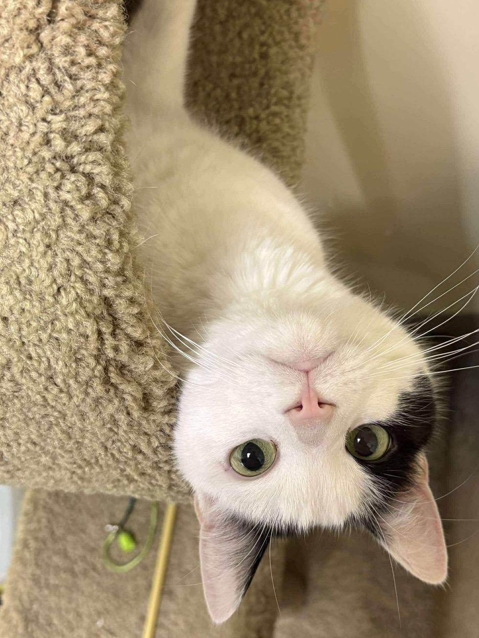 Gunther, Adoptable, Adult Male Domestic Short Hair.