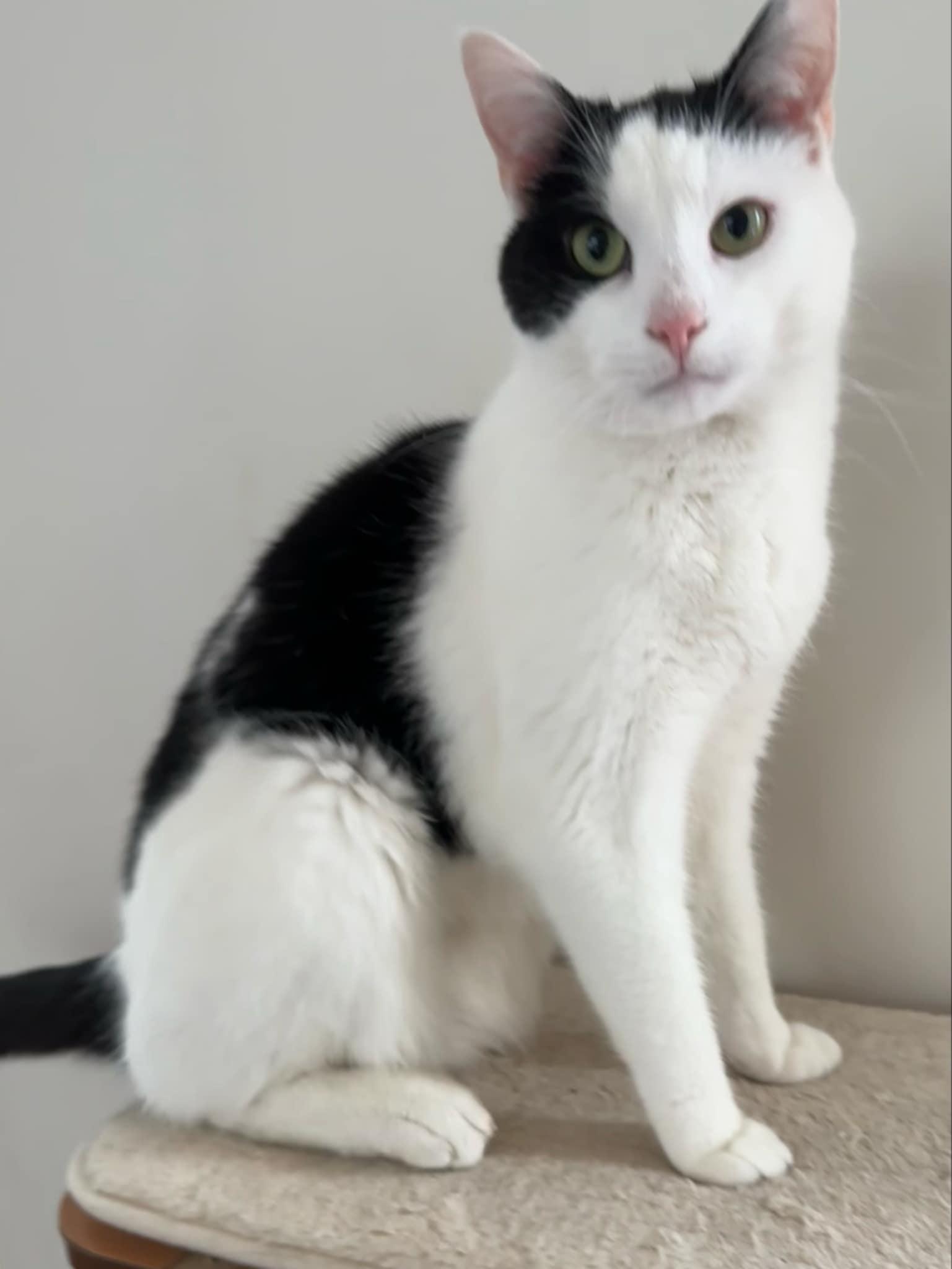 Gunther (Bonded with Joey)