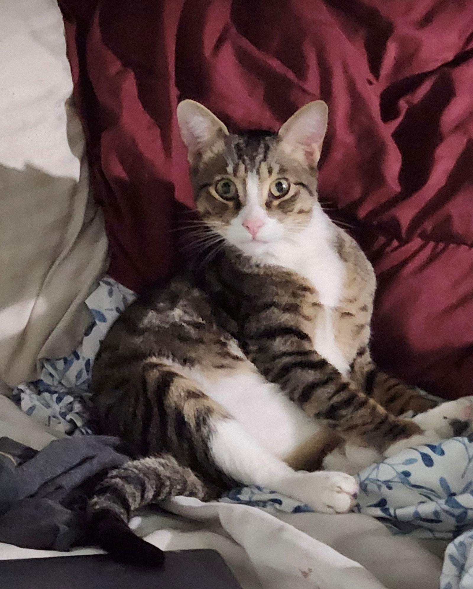 FELIX, Adoptable, Young Male American Shorthair & Tabby.