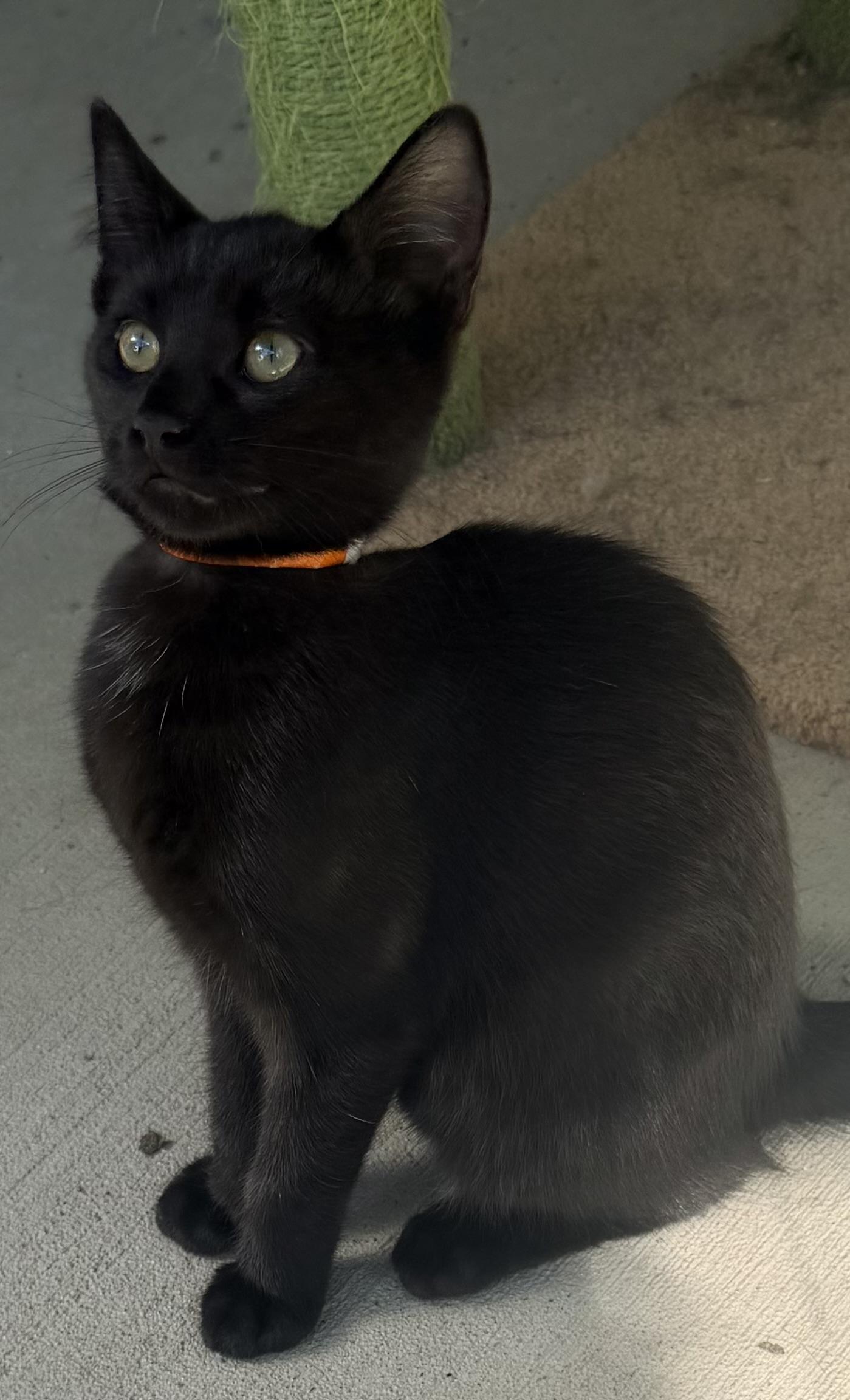 Enlarge Zinnia, a Adoptable mixed breed in Pittsburgh, PA image 6/6