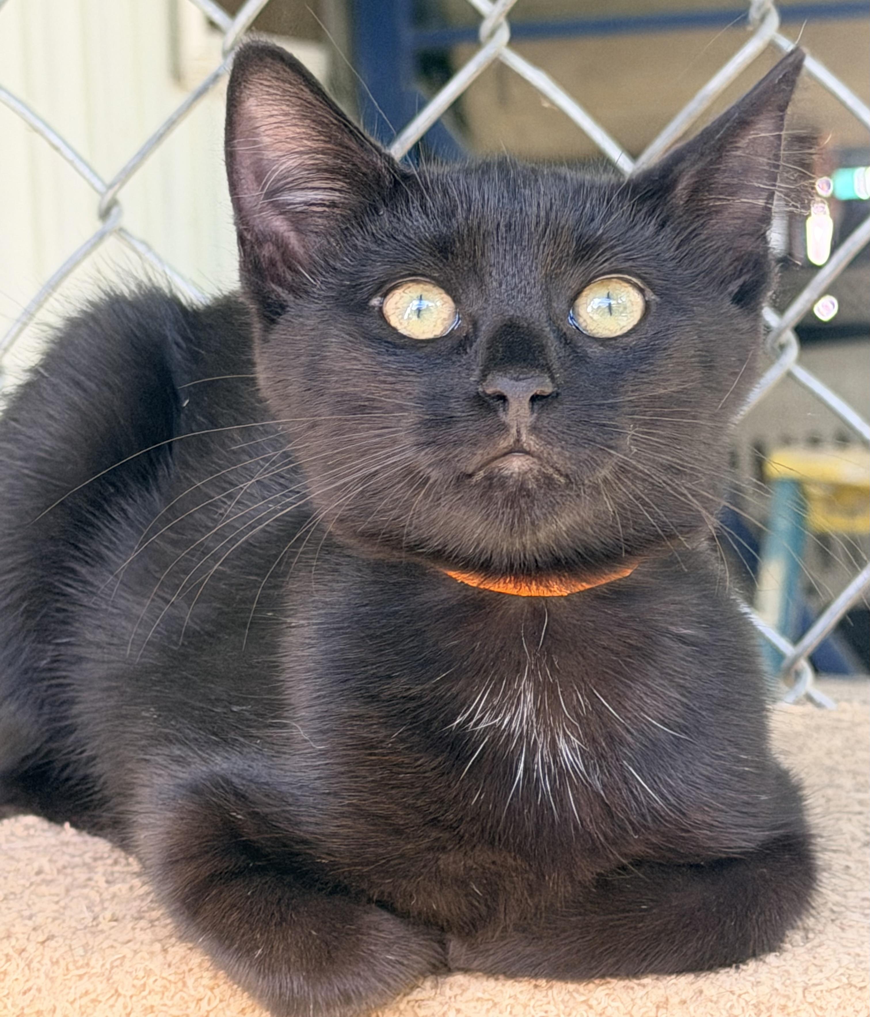 Zinnia, Adoptable, Kitten Female Domestic Short Hair.