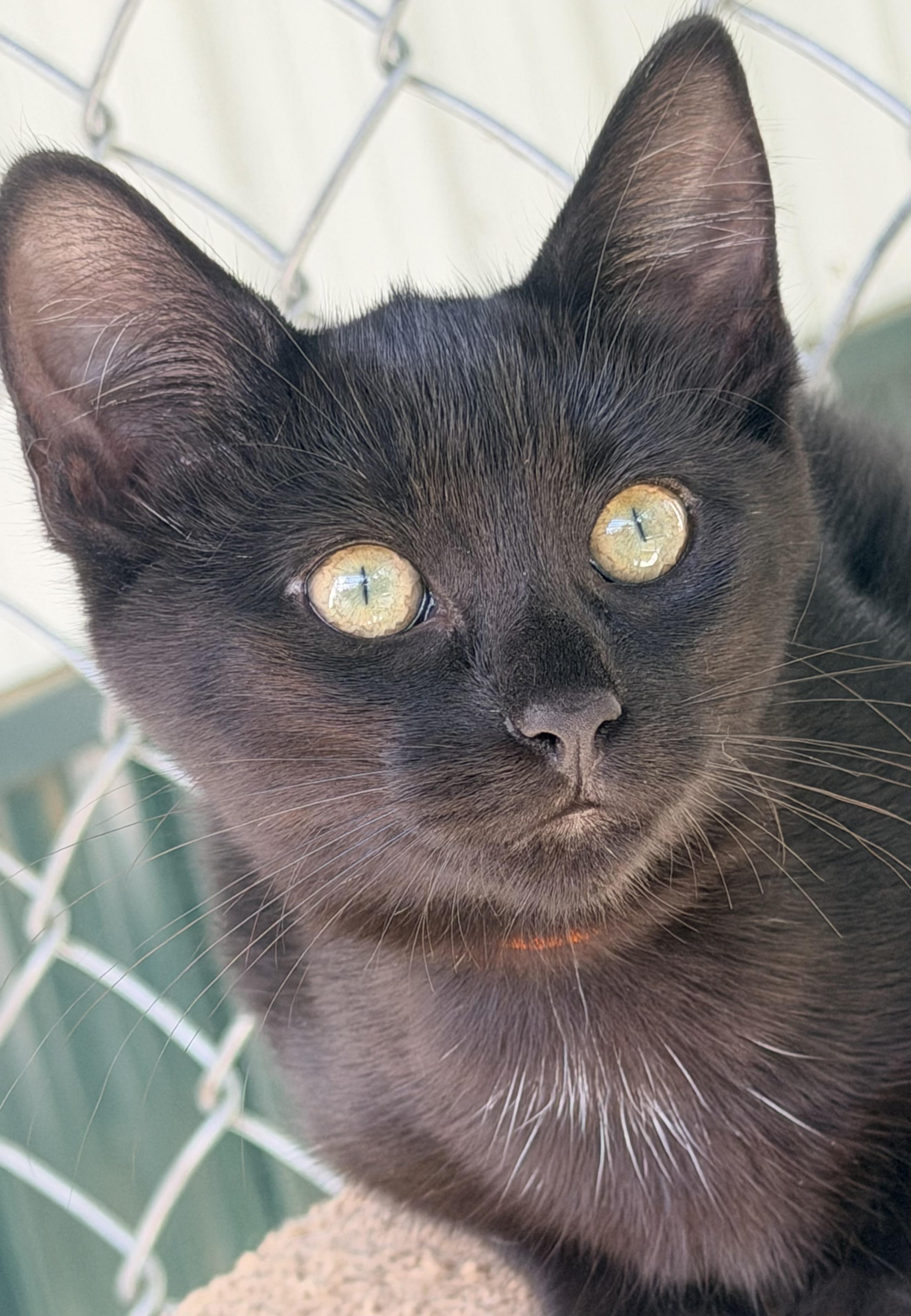 Enlarge Zinnia, a Adoptable mixed breed in Pittsburgh, PA image 5/6