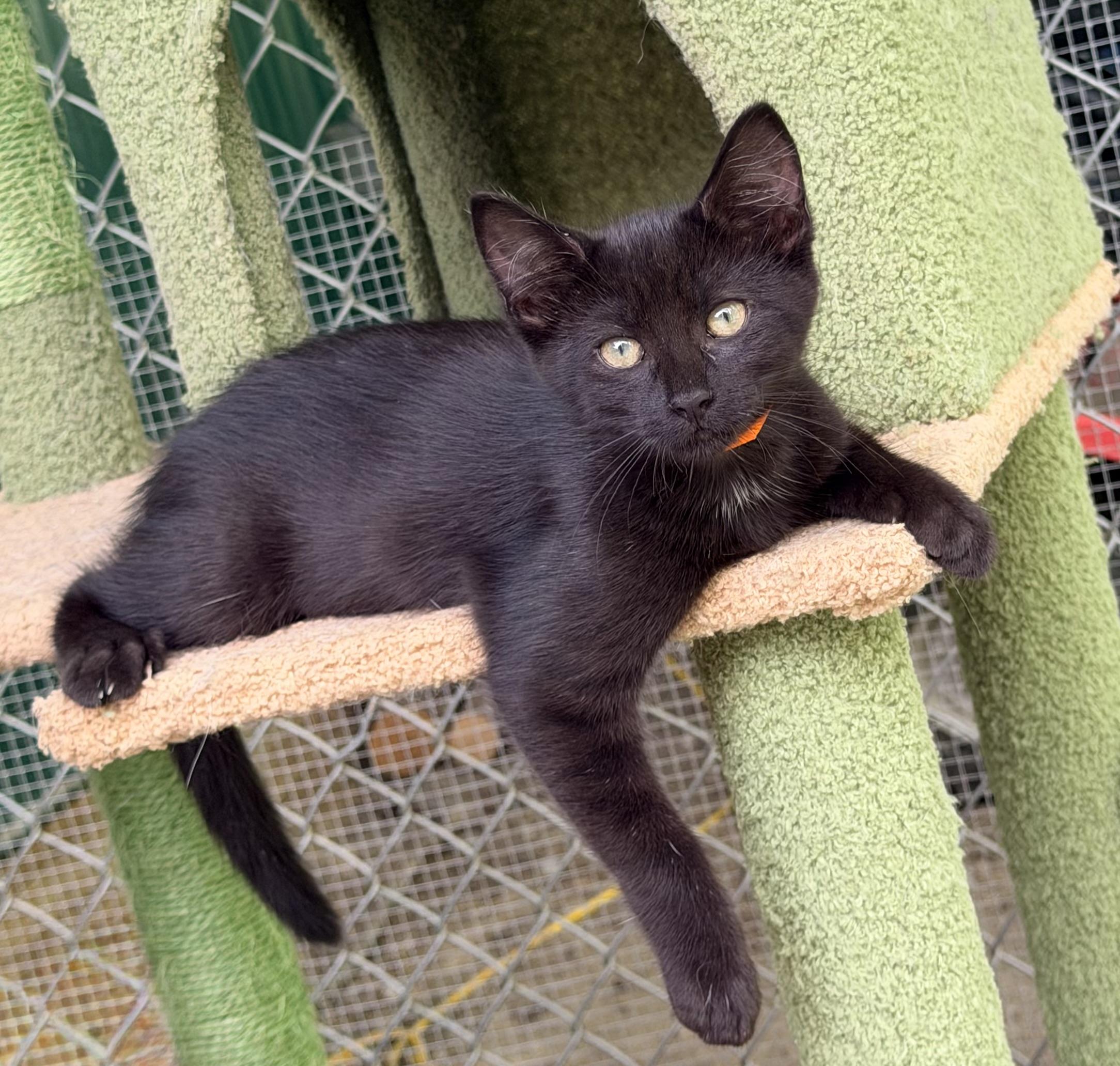 Zinnia, ADOPTABLE, Kitten Female Domestic Short Hair.