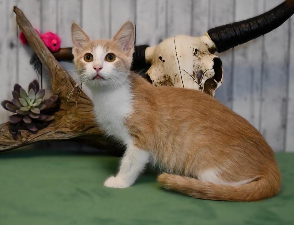 Edmond, Adoptable, Kitten Male Domestic Short Hair.