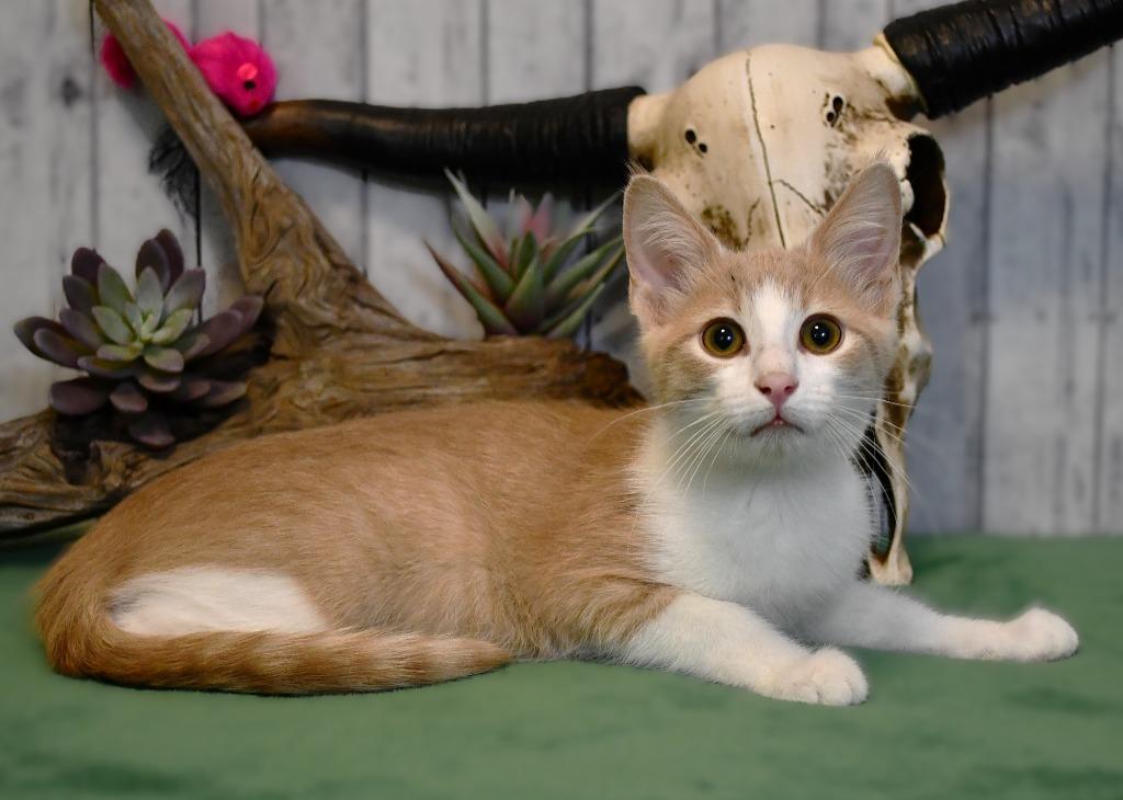 Edmond, a Adoptable mixed breed in Roanoke, TX image 2/3
