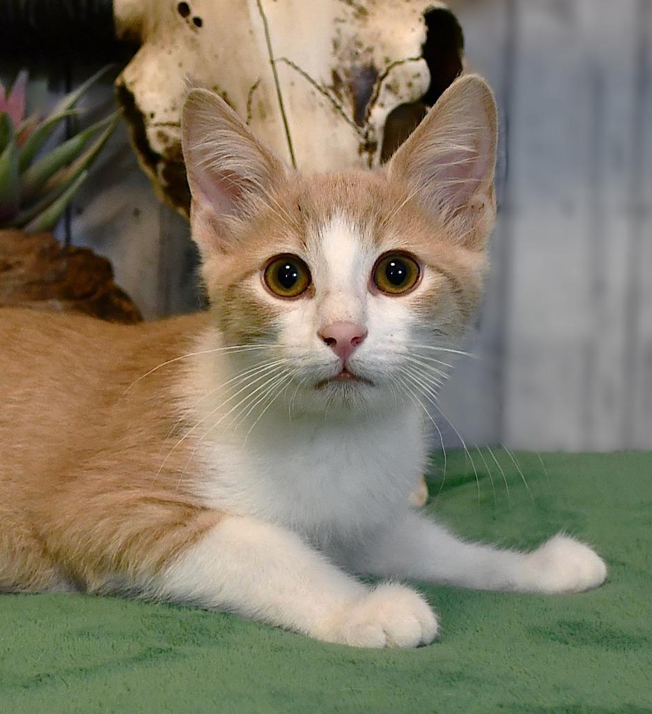 Edmond, a Adoptable mixed breed in Roanoke, TX image 3/3