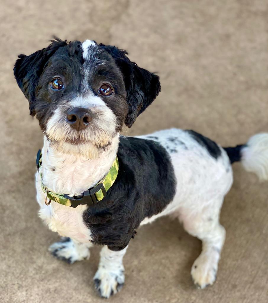 Enlarge Henry, a Adopted mixed breed in Urbandale, IA image 1/2