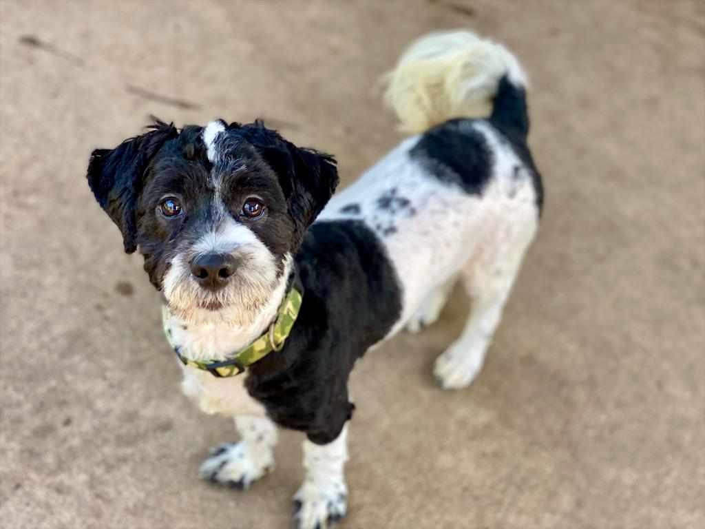 Enlarge Henry, a Adopted mixed breed in Urbandale, IA image 2/2