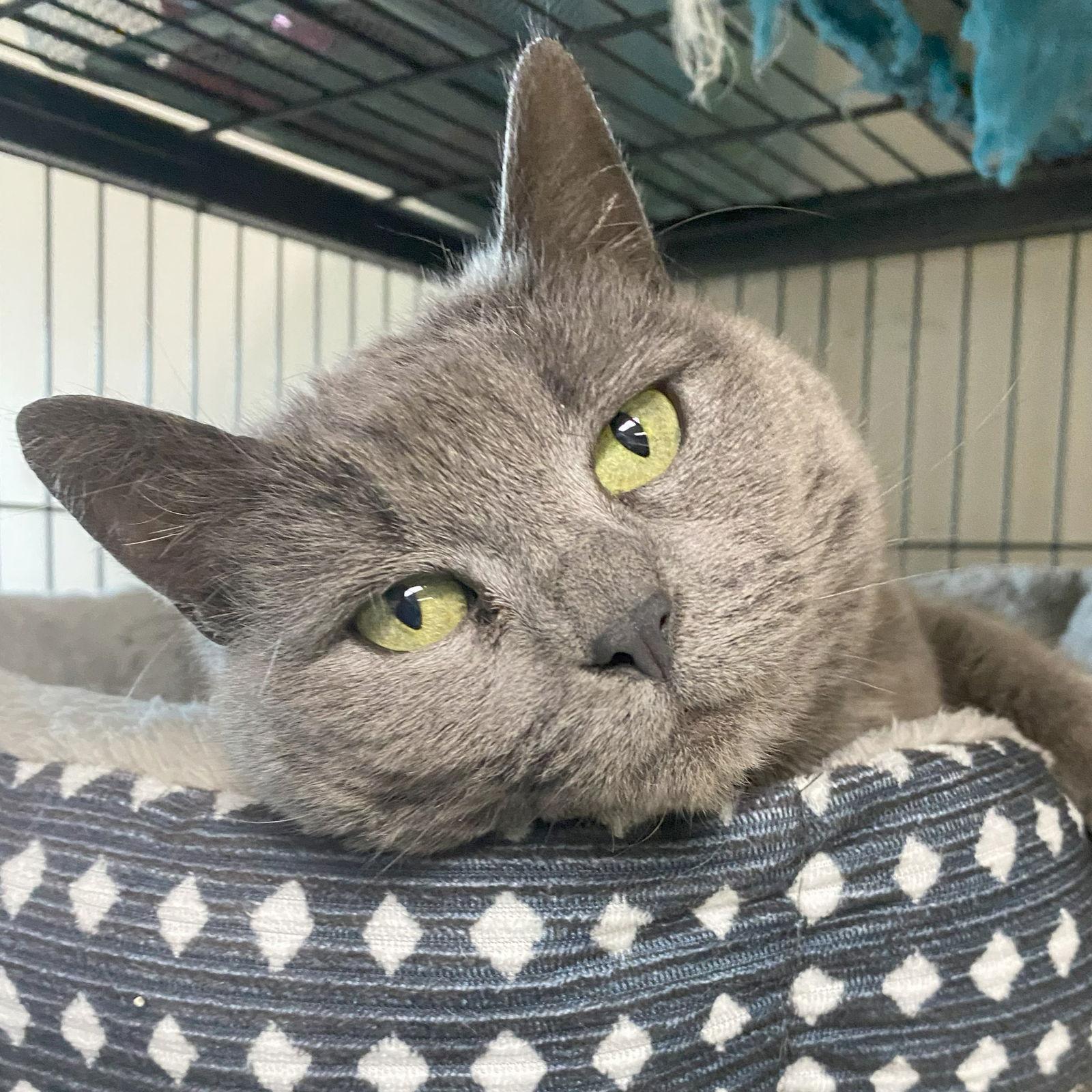 Enlarge Stormy (FeLV+) (Foster Cat), a Adoptable Domestic Short Hair in Gettysburg, PA image 1/3