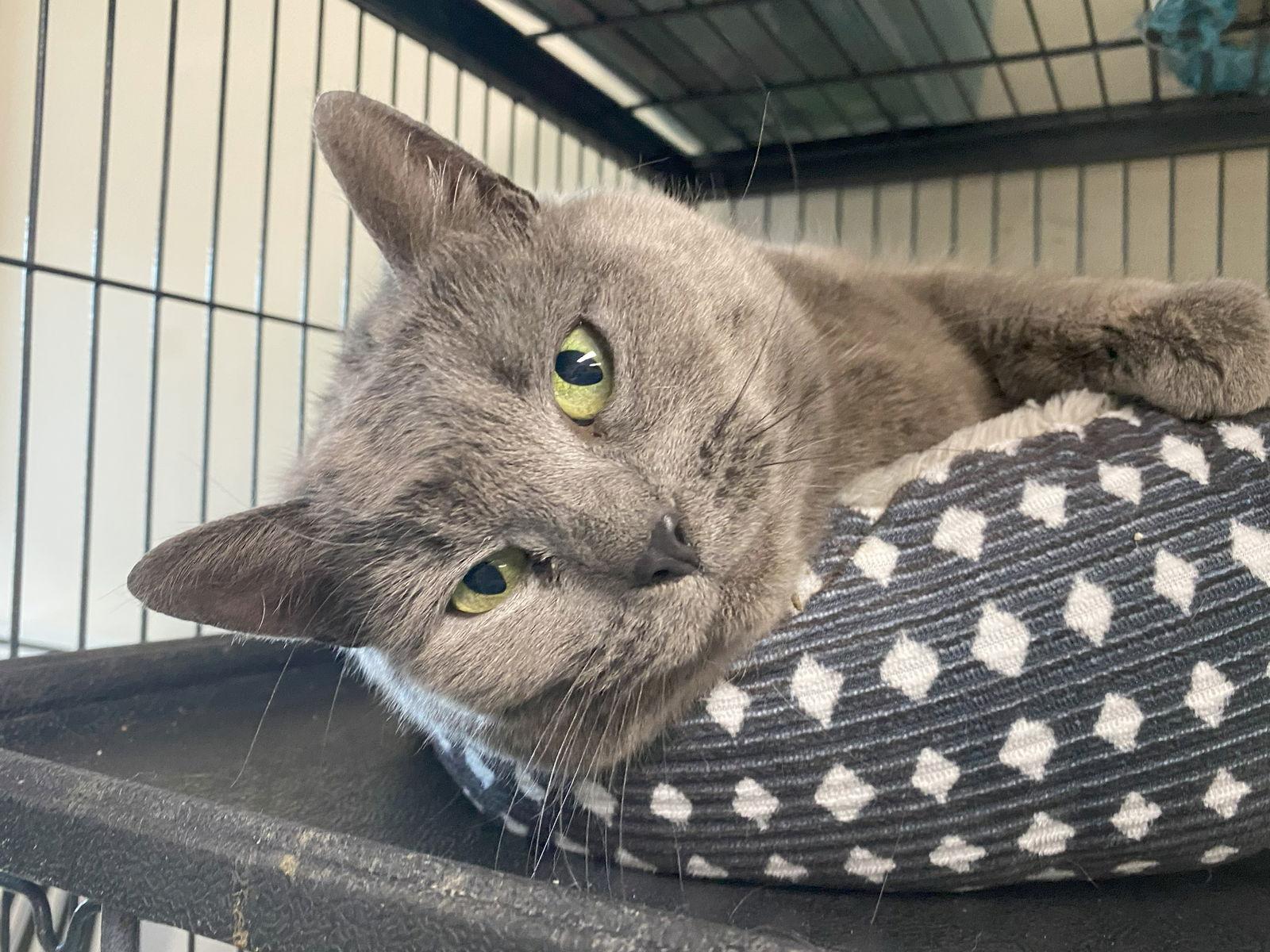 Enlarge Stormy (FeLV+) (Foster Cat), a Adoptable Domestic Short Hair in Gettysburg, PA image 2/3