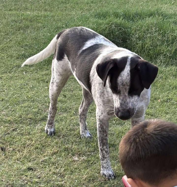 Oreo, Adoptable, Young Male Australian Cattle Dog / Blue Heeler.