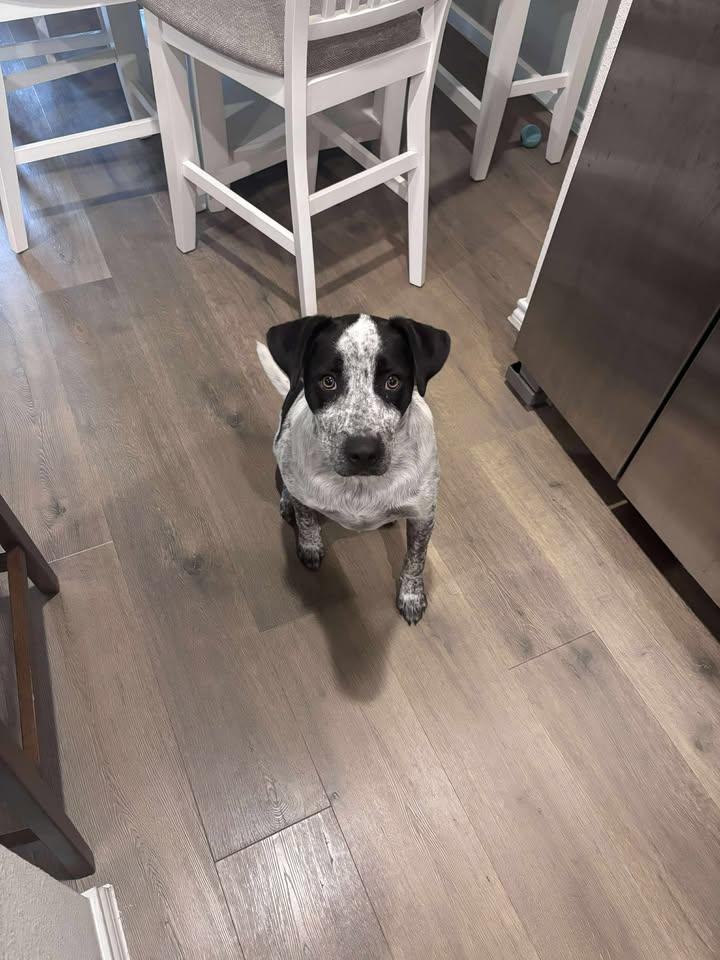 Enlarge Oreo, a Adoptable Australian Cattle Dog / Blue Heeler in Rockwall, TX image 2/2