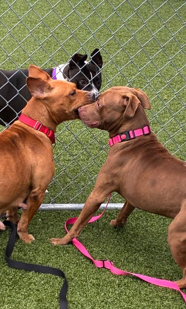 Freckles thumbnail 6