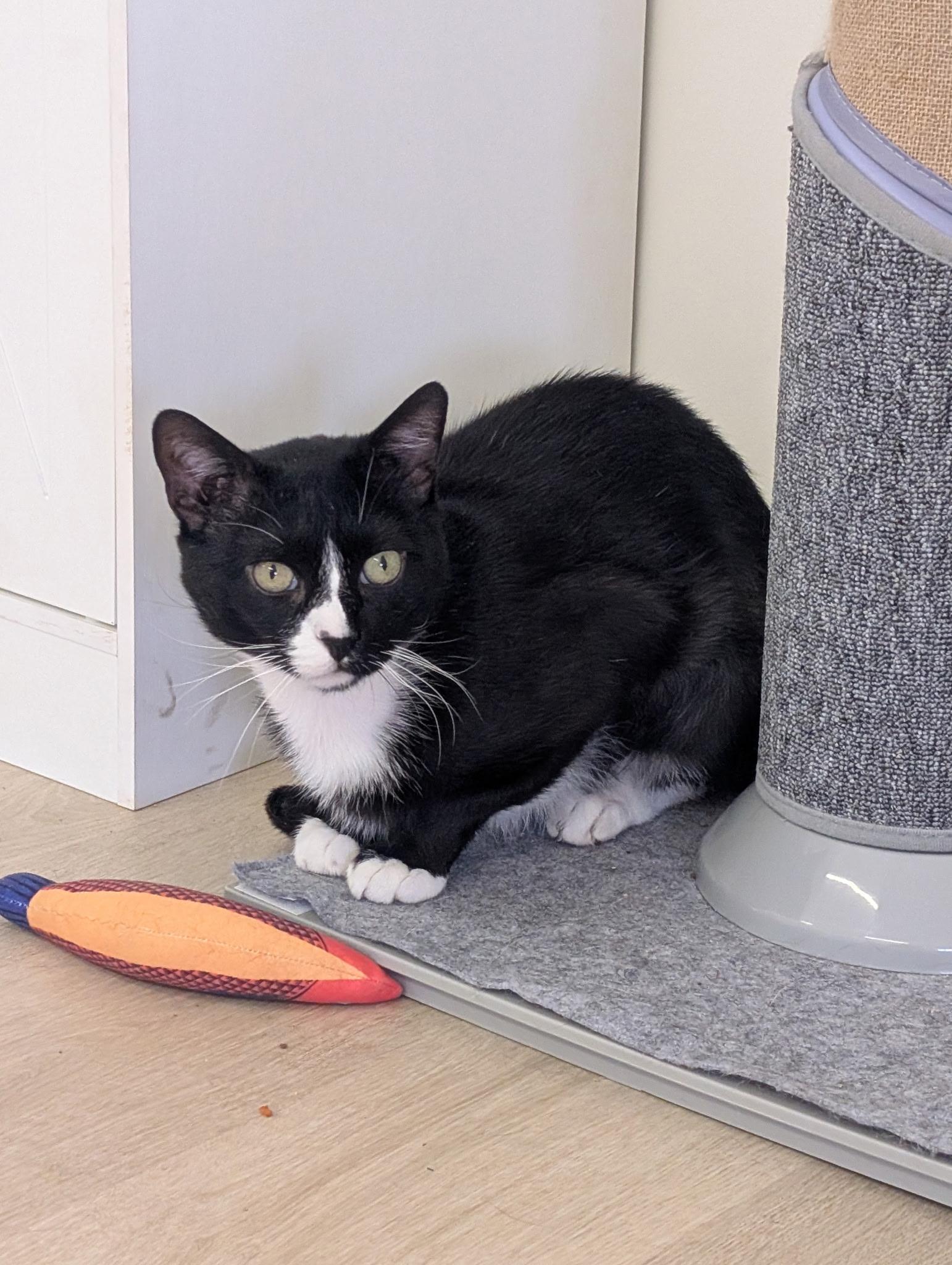 Vinny, Adoptable, Young Male Domestic Short Hair.