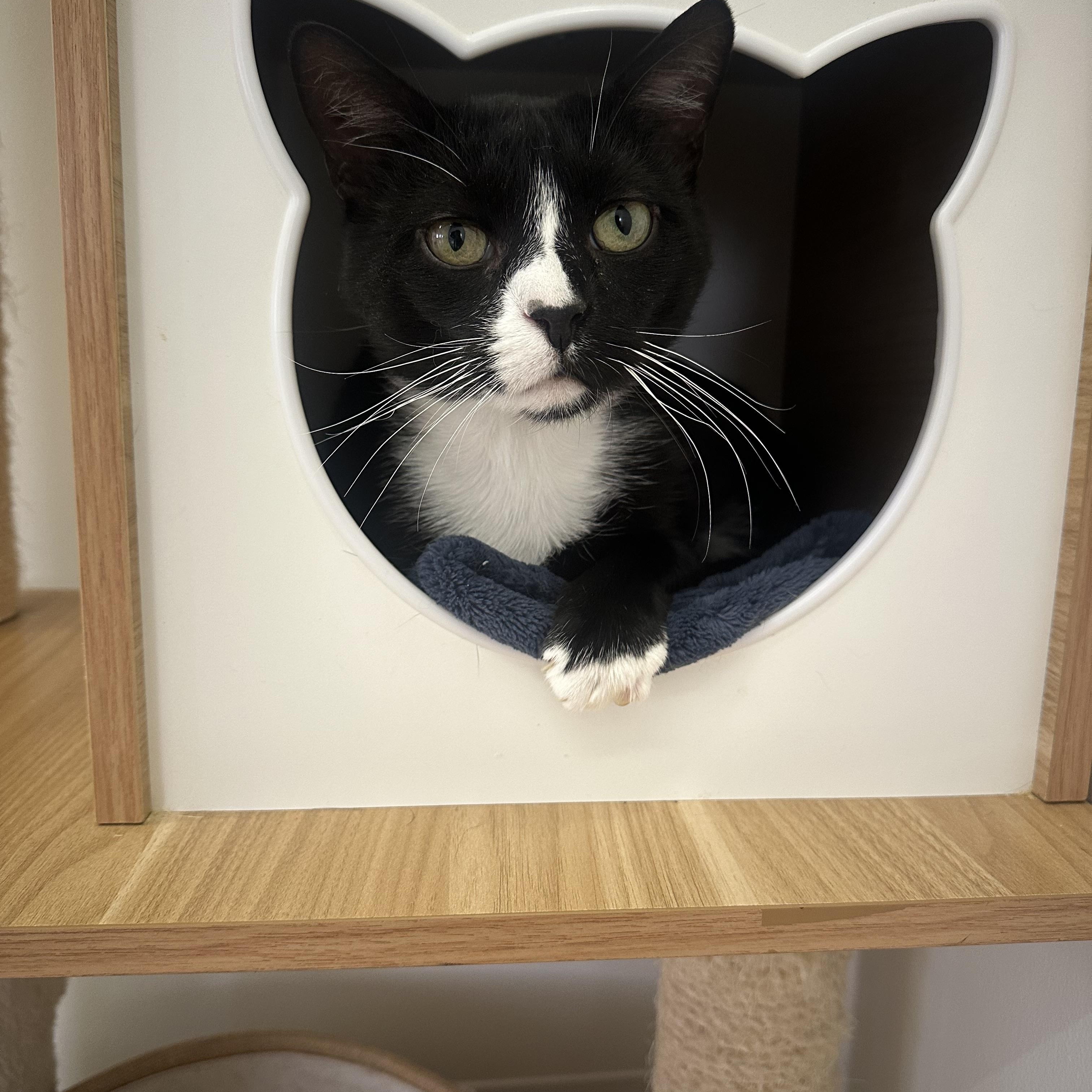 Vinny, a Adoptable Domestic Short Hair in Branford, CT image 3/3