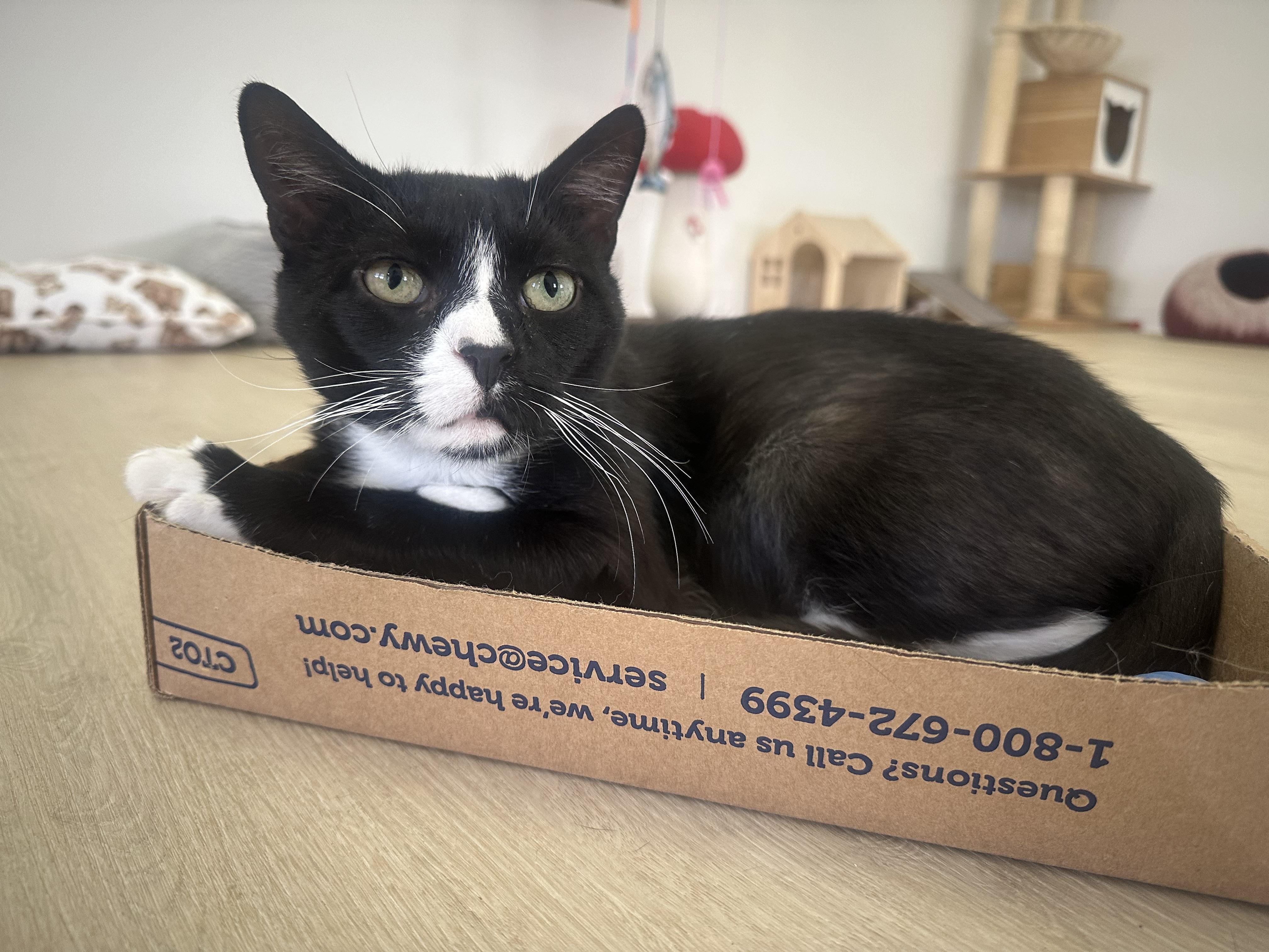 Vinny, a Adoptable Domestic Short Hair in Branford, CT image 2/3
