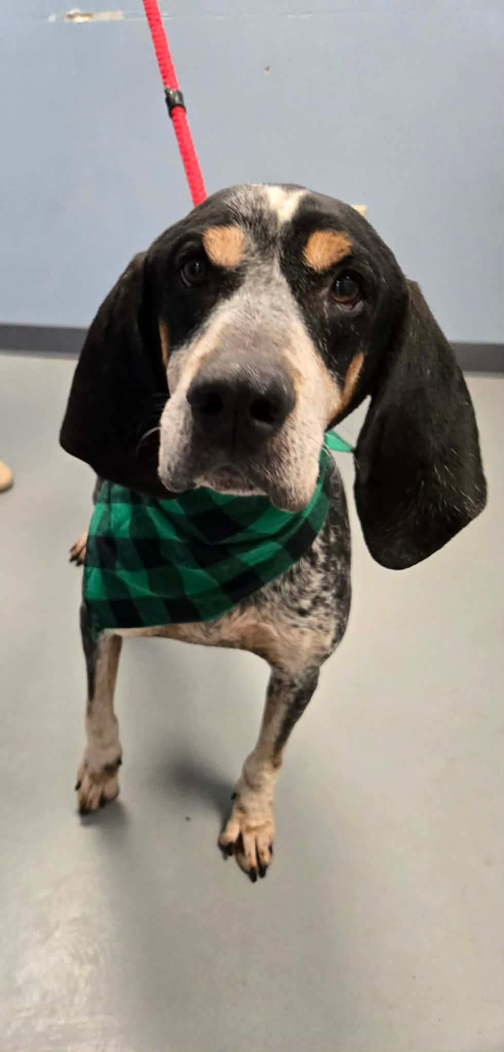 Huckleberry thumbnail 2