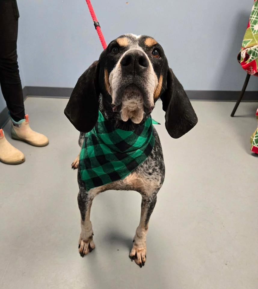 Huckleberry thumbnail 3