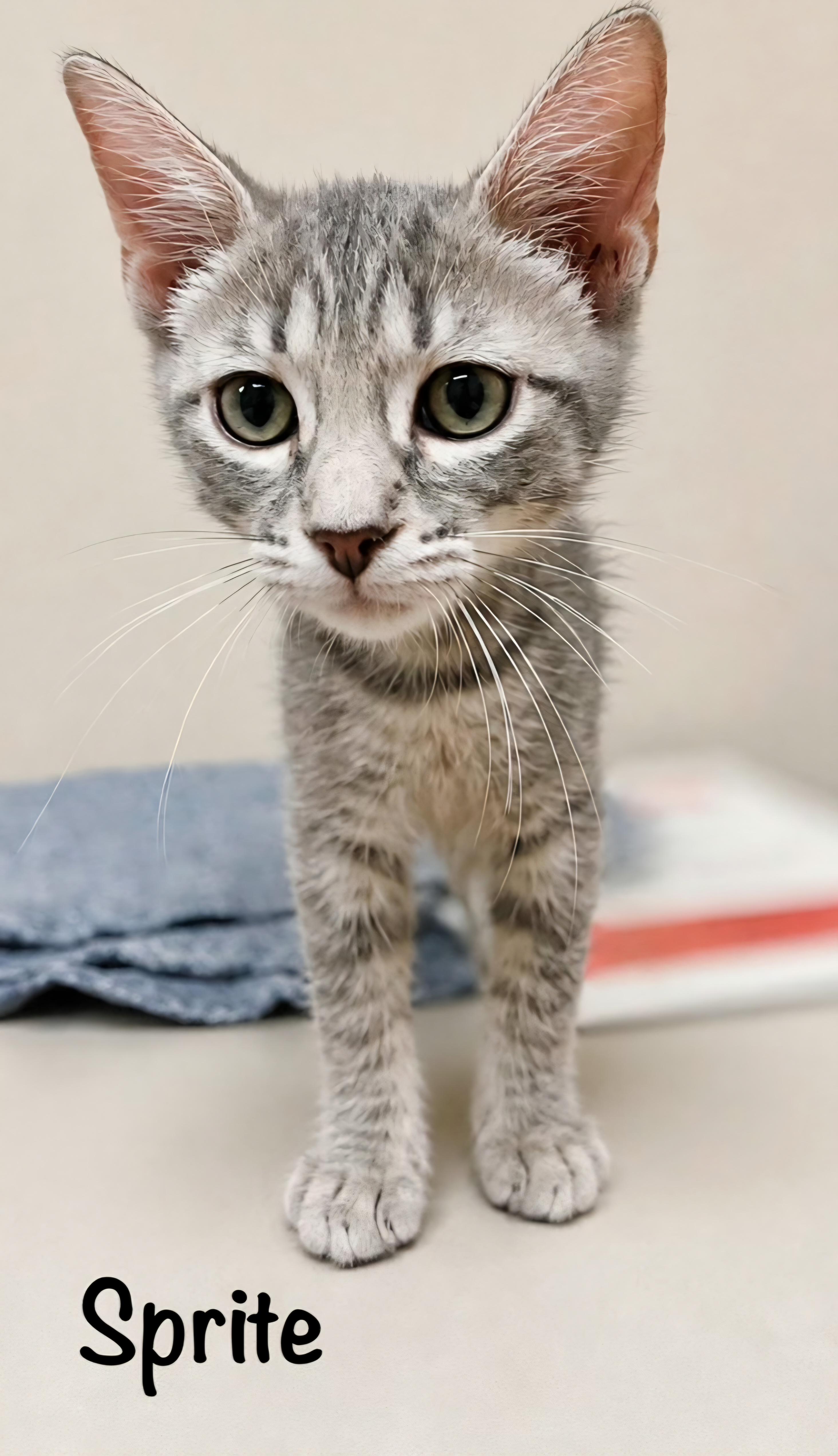 Enlarge Sprite Fizz, a Adoptable Domestic Short Hair in Phoenix , AZ image 2/2